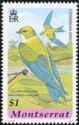 Golden Swallow (Kalochelidon euchrysea)